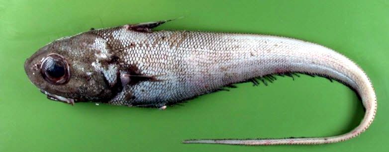 Coryphaenoides rupestrisAlexei Orlov.jpg